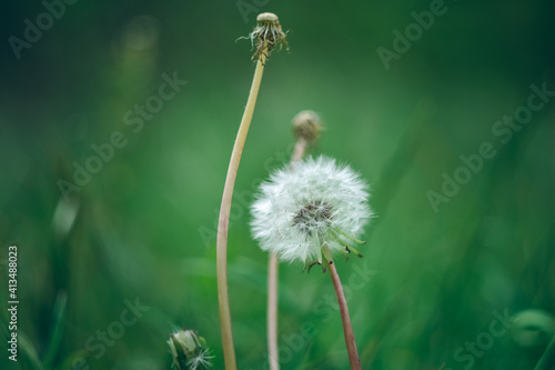 dandelion head