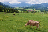 Braunvieh auf einer Bergweide in den Allgäuer Alpen