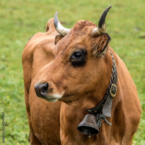 Vache laitière alpine à La Clusaz, Alpes, France