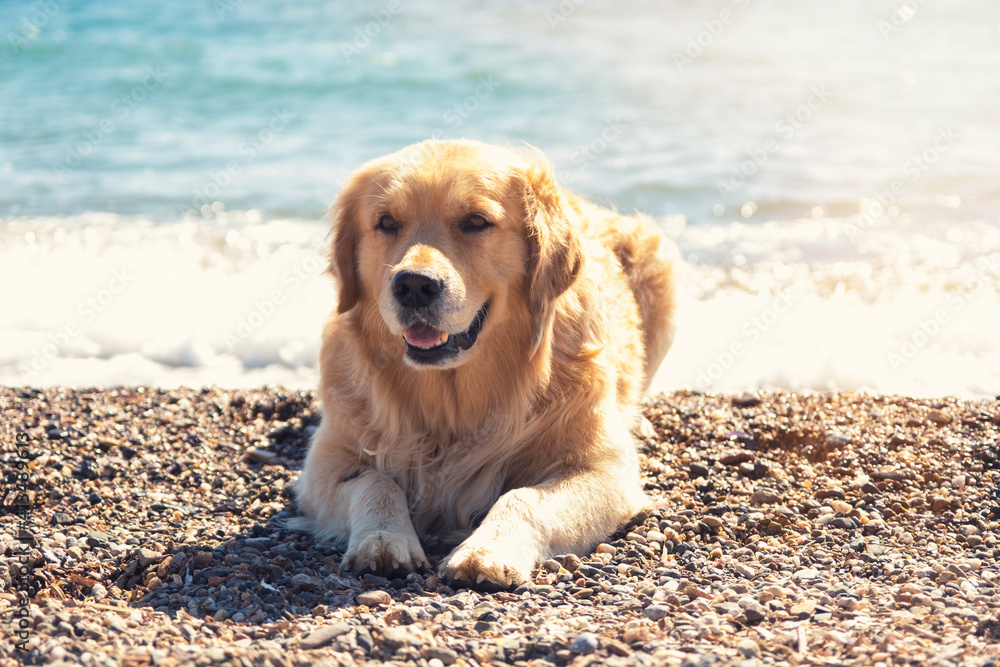 Happy golden retriever on the beach Happy golden retriever on the beach