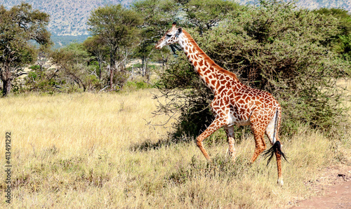 Giraffes in Africa
