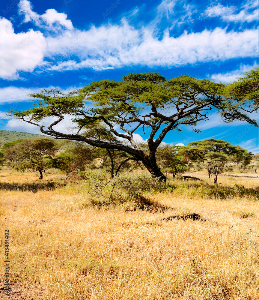 Acacia trees in Africa