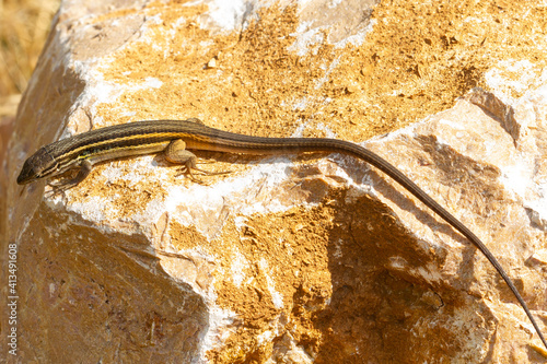 Psammodromus algirus, Algerian psammodromus, lizard on yellowish white rock sunbathing photo