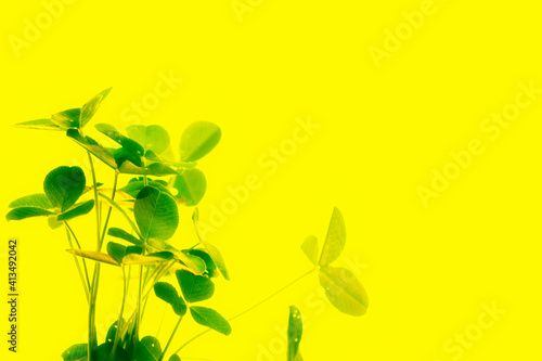 green clover leaves. natural background.