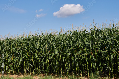 Maisfeld im Sommer