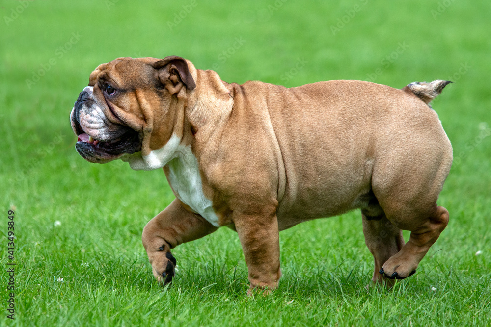 Bulldog Bulldog