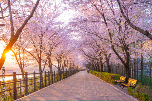 Tablou canvas Beautiful cherry blossoms in spring season at Seoul city, South Korea