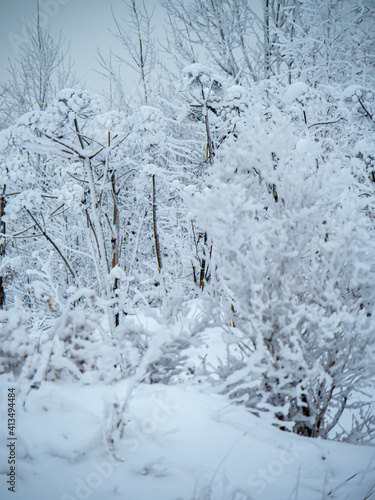 Winter landscape trees in the snow.