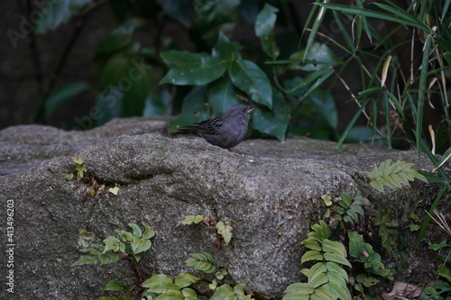 gray bunting on the rock