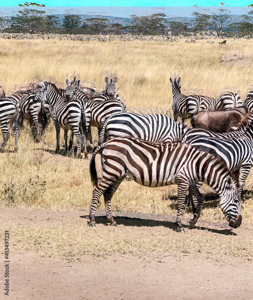 Zebras in Africa