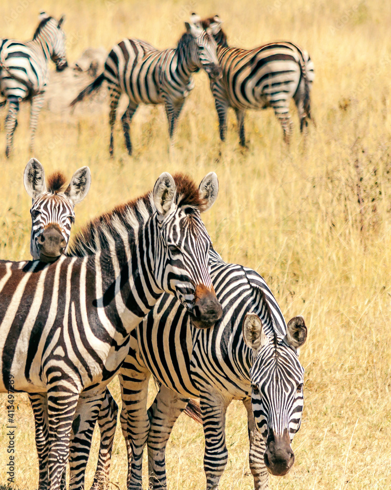 Naklejka premium Zebras in Africa