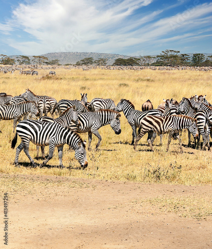 Zebras in Africa