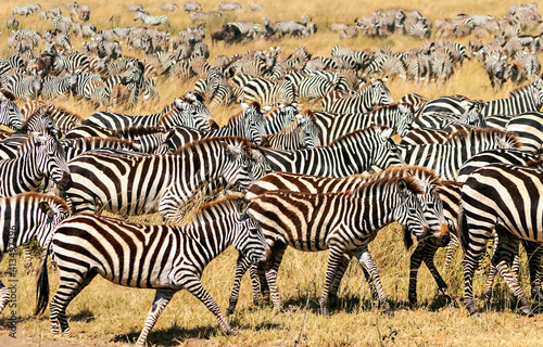 Zebras in Africa