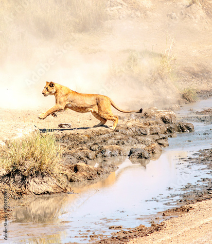 Lion in Africa