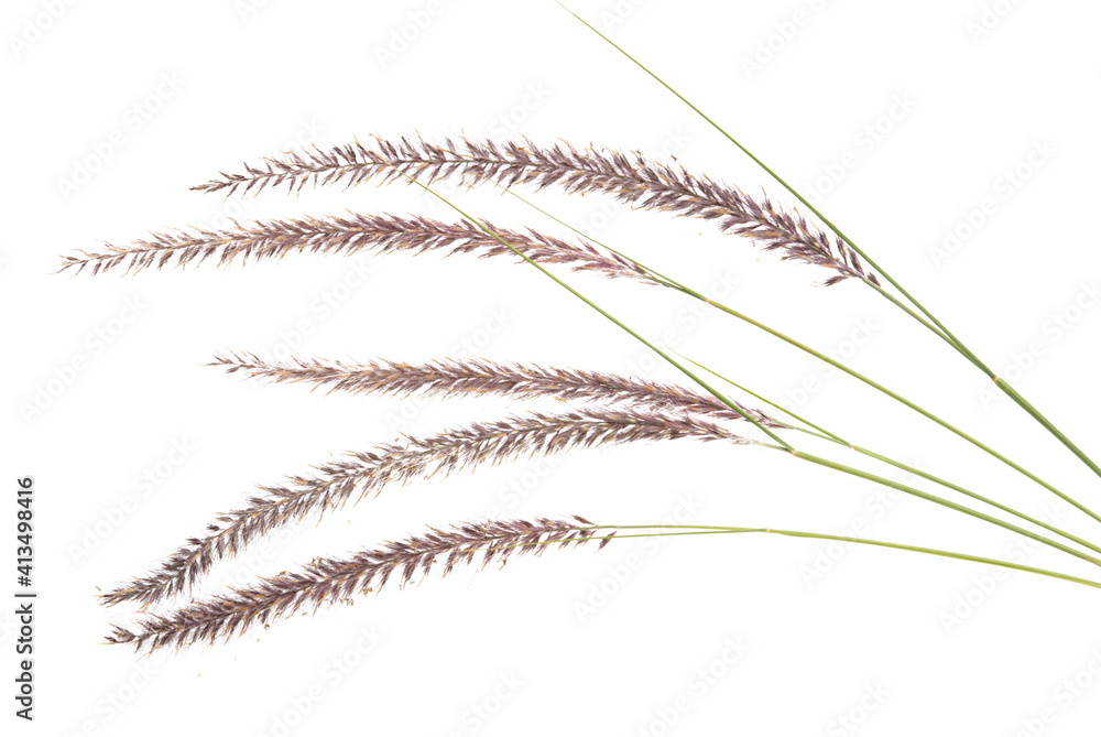 Fototapeta premium PENNISETUM Isolated