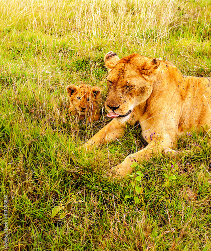 Lionness in Africa