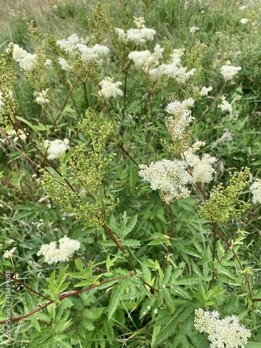 Meadowsweet or Filipendula Ulmaria planten in bloom.