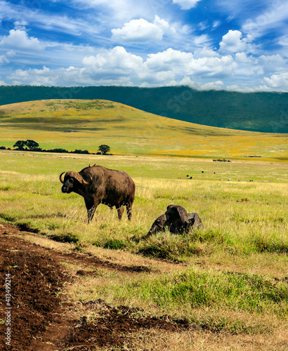 Buffalos in Africa © Tomas