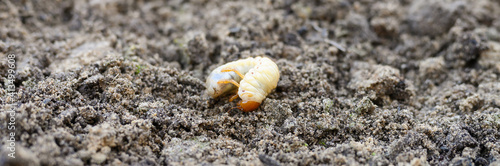 the larva of the may beetle or cockchafer bug on the loosened soil spring in the garden. banner