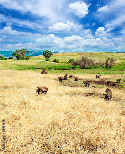 Monkeys in Africa © Tomas