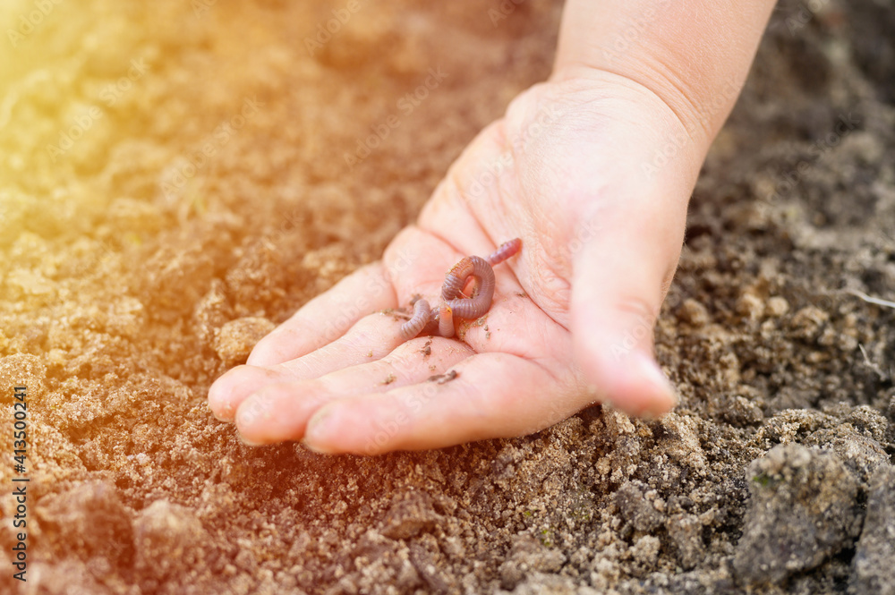 Obraz premium an earthworm in kid's hands on spring in the garden. flare
