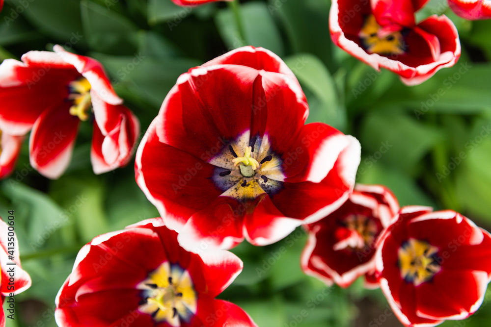 flower bed with blooming tulips in the Netherlands flower bed with blooming tulips in the Netherlands
