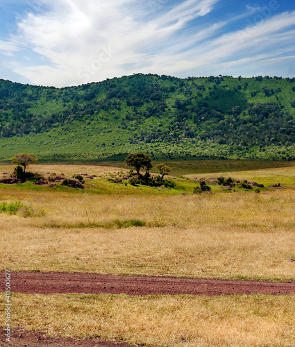 Acacia trees in Africa