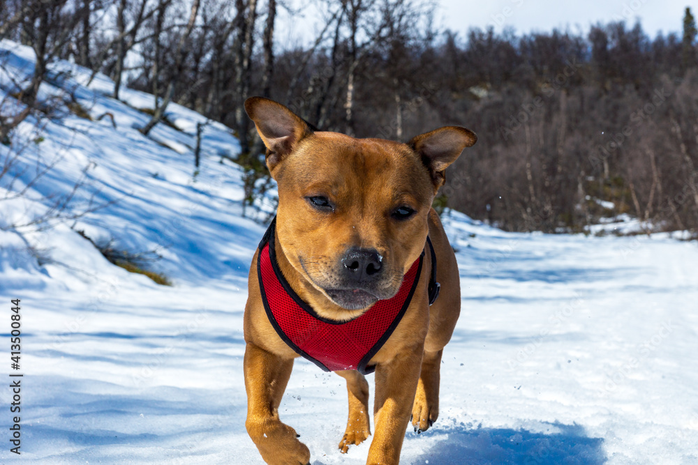 Cute staffordshire bull terrier puppy outdoors playing in nature at spring with snow and sunny weather.