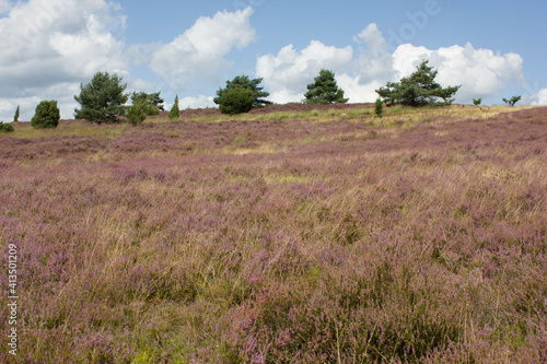 beautiful walk, trail in Luenebruger Heide, violett blossom, Germany, Europe photo