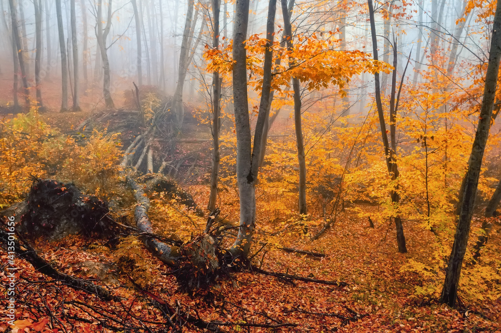 Fototapeta premium Fantasy foggy forest trees in the autumn mountains