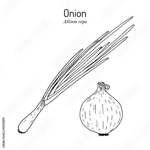 Onion allium cepa , kitchen and medicinal plant