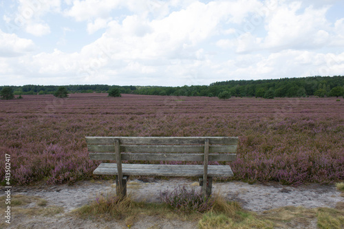 beautiful walk, trail in Lünebruger Heide, violett blossom, Germany, Europe photo