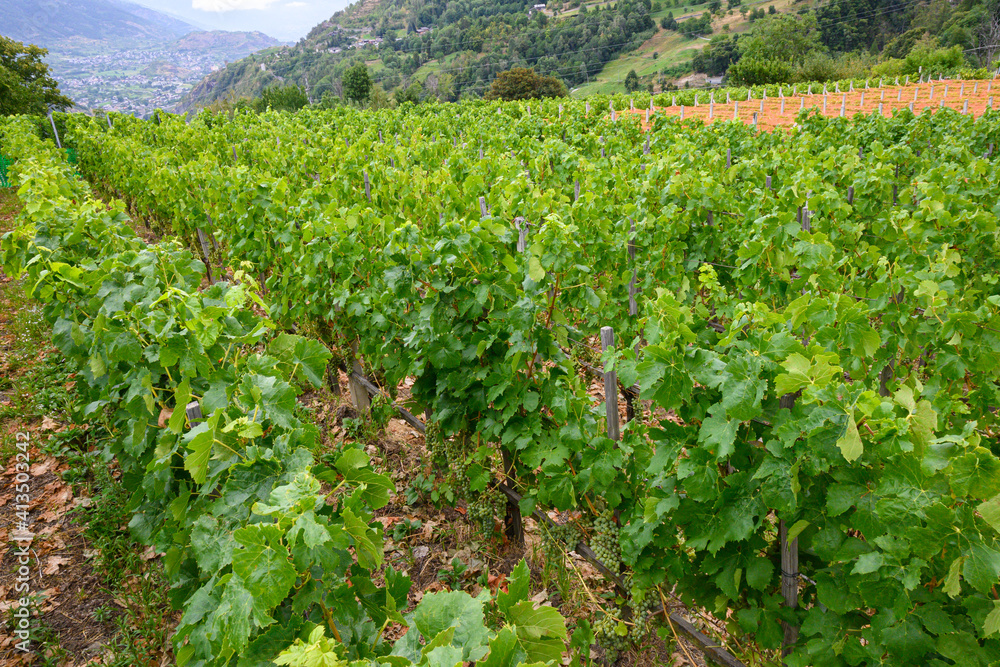 Panorama montano con filare di viti carichi di grappoli d’uva in primo piano 