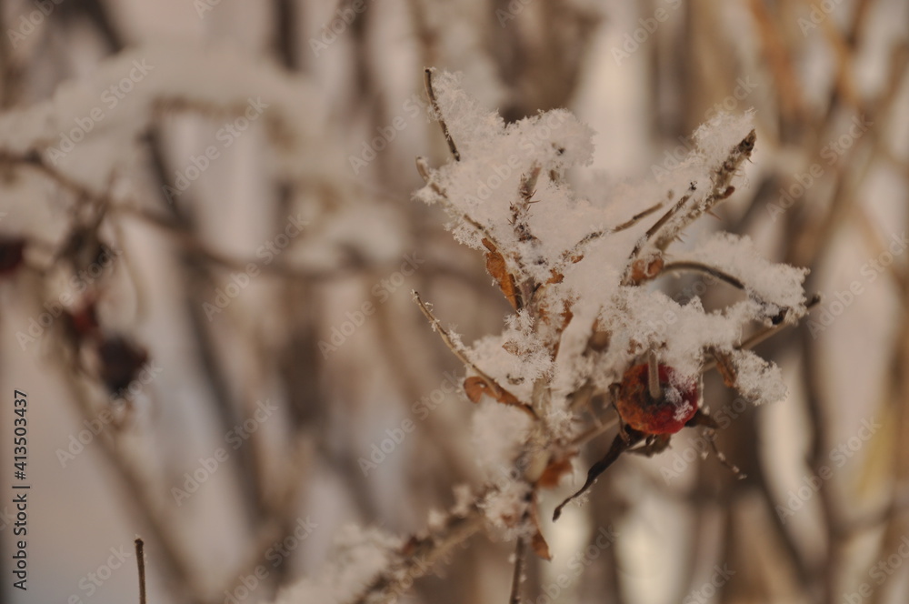 small snowflakes on the dry grass small snowflakes on the dry grass