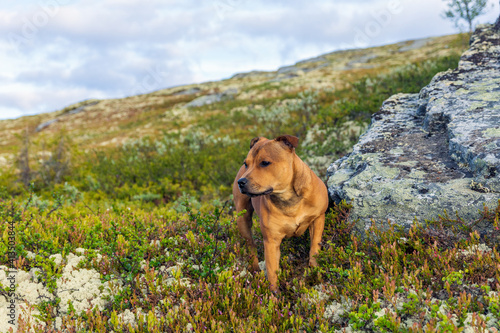 Beautiful staffordshire bull terrier loose outdoors in the wilderness at dawn. Pet portrait.