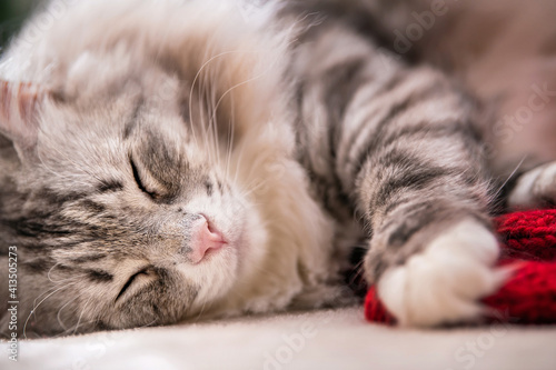 Fototapeta Naklejka Na Ścianę i Meble -  closeup of the face of a cat happy pet is resting