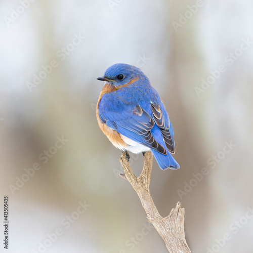 bluebird on branch