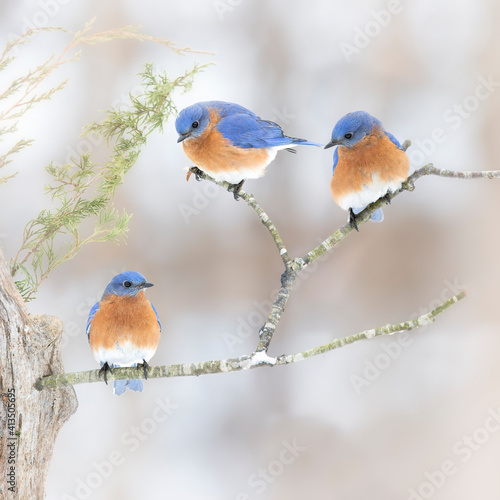 Photographie three bluebirds on branch