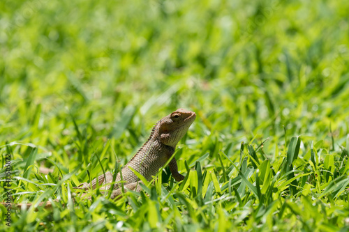 lizard on the grass closeup in Mauritius 