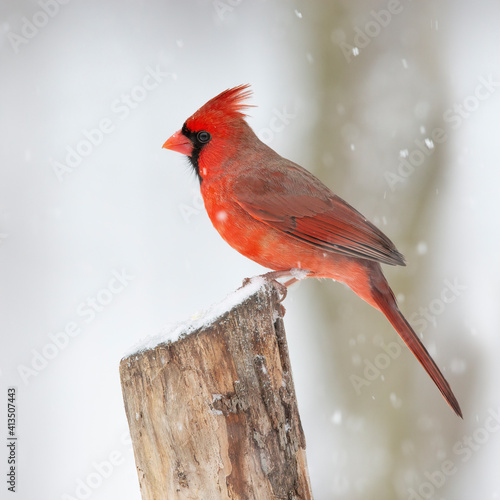 Obraz na plátně male cardinal in snow