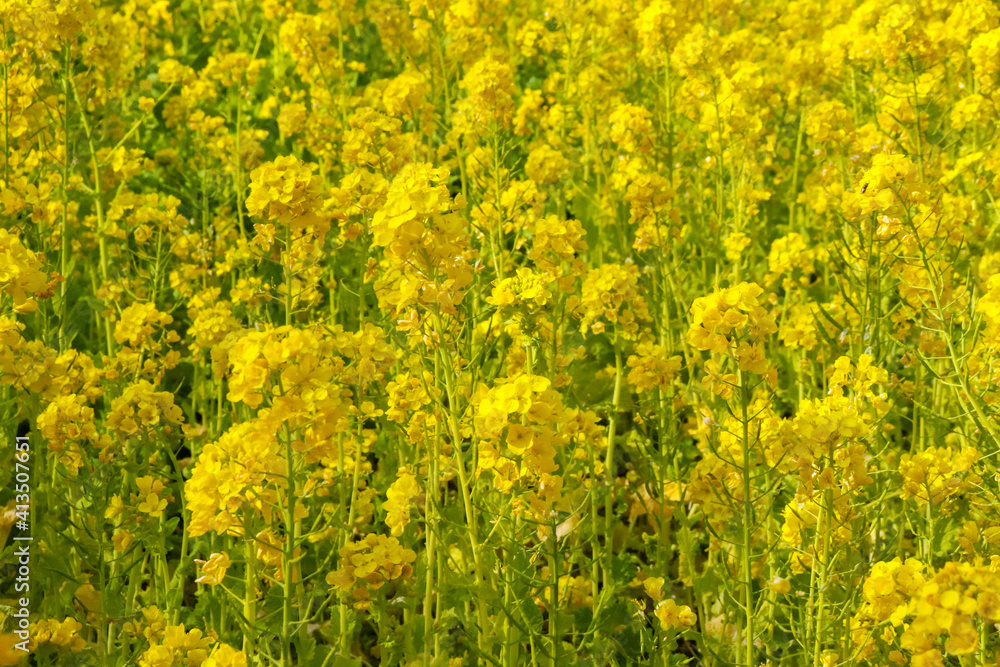 菜の花 黄色 鮮やか 綺麗 美しい 優美 可憐 落ち着いた イエロー 花畑 春 菜の花 黄色 鮮やか 綺麗 美しい 優美 可憐 落ち着いた イエロー 花畑 春