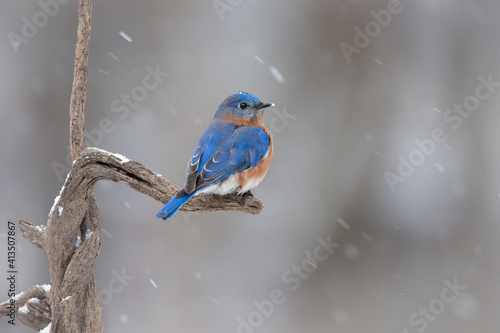 Fotografie bluebird in snow