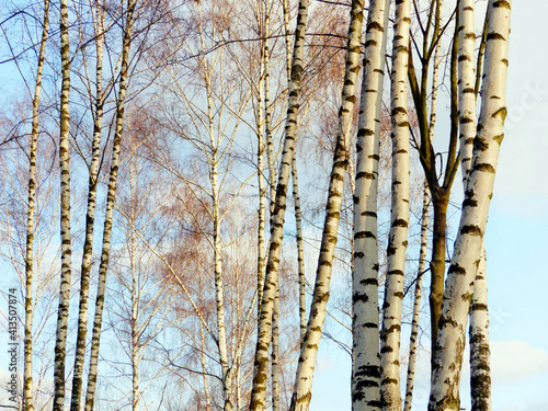 Fototapeta Naklejka Na Ścianę i Meble -  Group of birches (without leaves) and bright sky in background