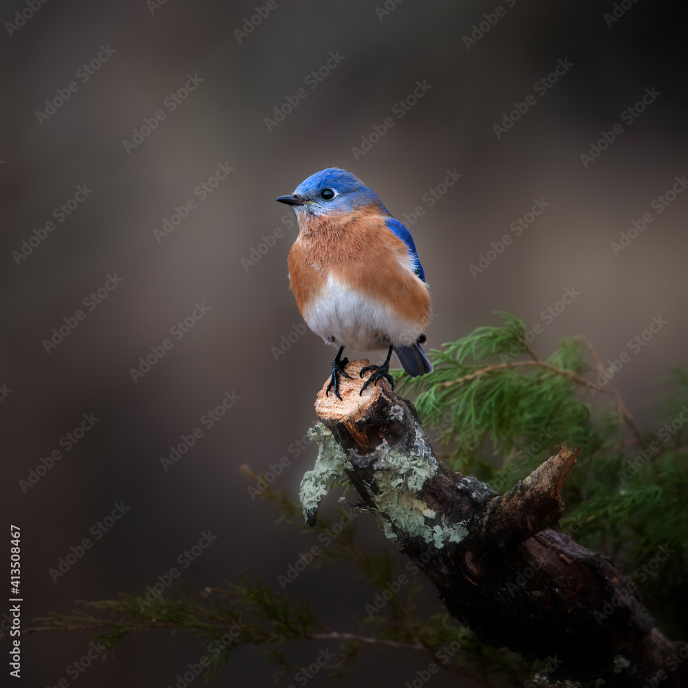 Fototapeta premium bluebird