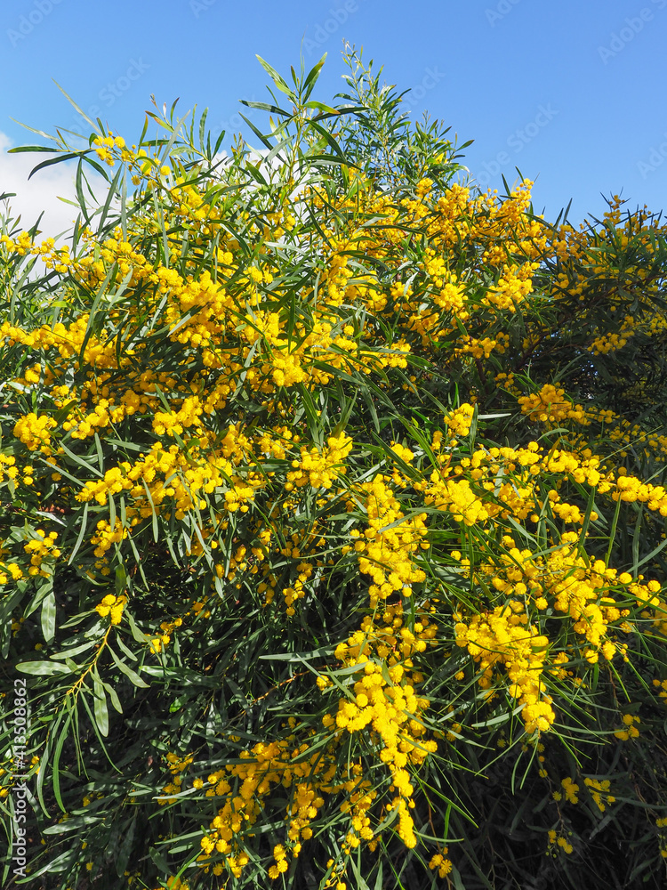Acacia Pycnantha shrub, bright yellow, ball-like inflorescences and ...