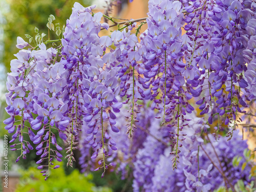 Fototapeta Naklejka Na Ścianę i Meble -  Blooming violet Wisteria Sinensis. Beautiful Prolific tree with scented, classic purple flowers in hanging racemes. Blue Chinese Glicinia is a species of flowering plant in the pea family, Fabaceae.