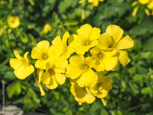 Fototapeta Naklejka Na Ścianę i Meble -  Yellow Oxalis pes-caprae, Bermuda buttercup or African wood-sorrel flowers, close up. Buttercup oxalis is tristylous flowering plant in the wood sorrel family Oxalidaceae. Common sourgrass or soursop.