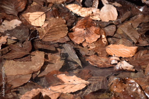 brown leaves fallen into clear water