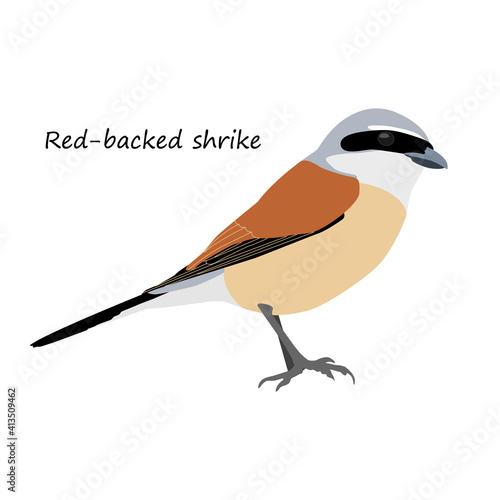 Red-backed shrike isolated on white background. Vector illustration