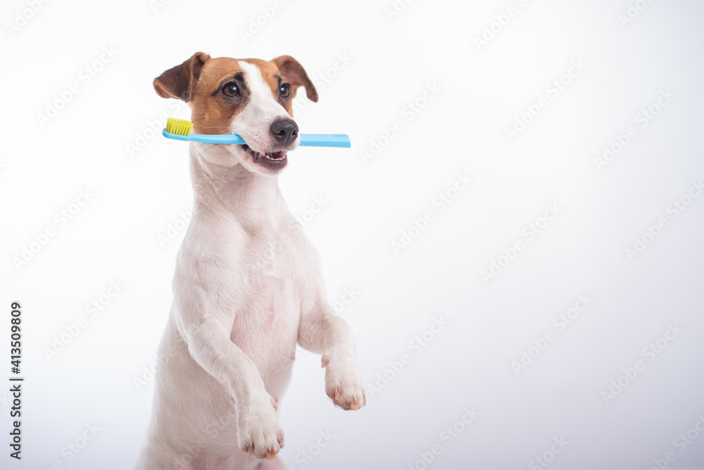 Smart dog jack russell terrier holds a blue toothbrush in his mouth on a white background. Oral hygiene of pets. Copy space